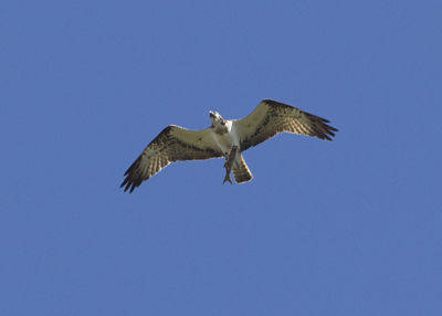 Águila pescadora. (Foto: Miquel Tirado)