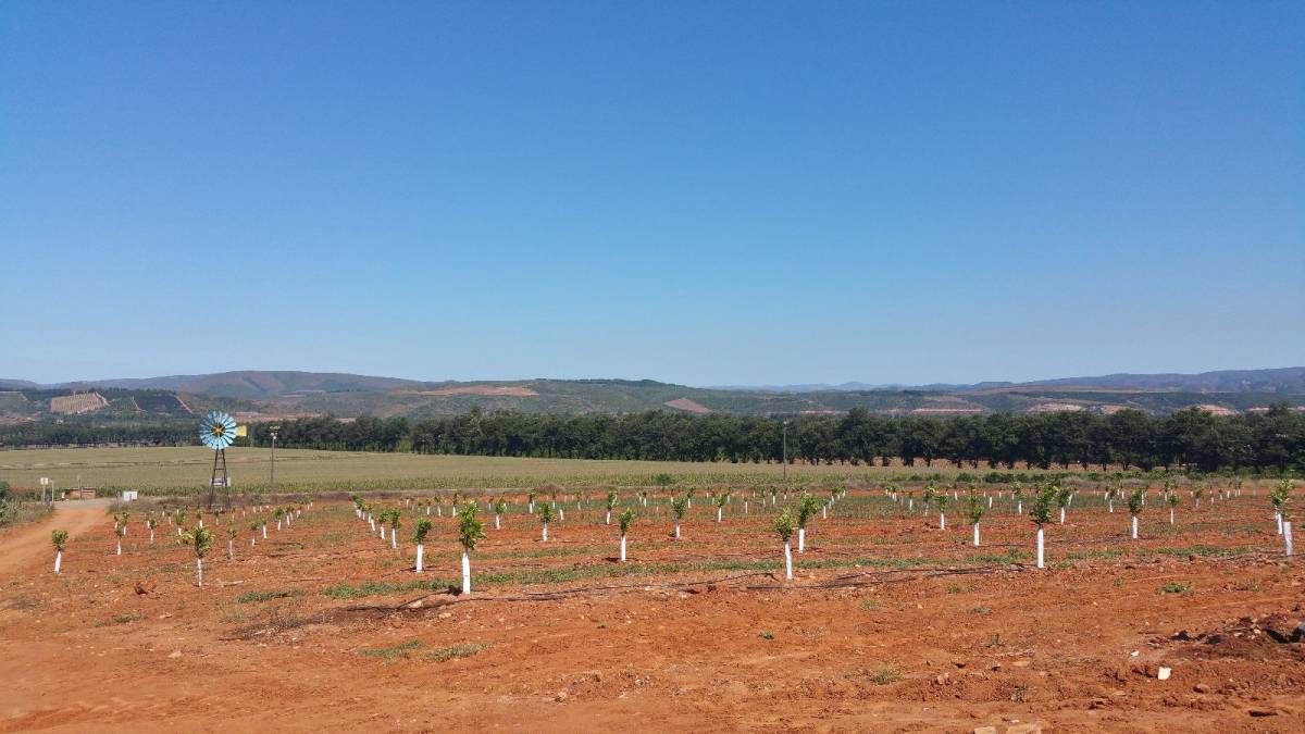 Un nuevo campo de cítricos sudafricano.