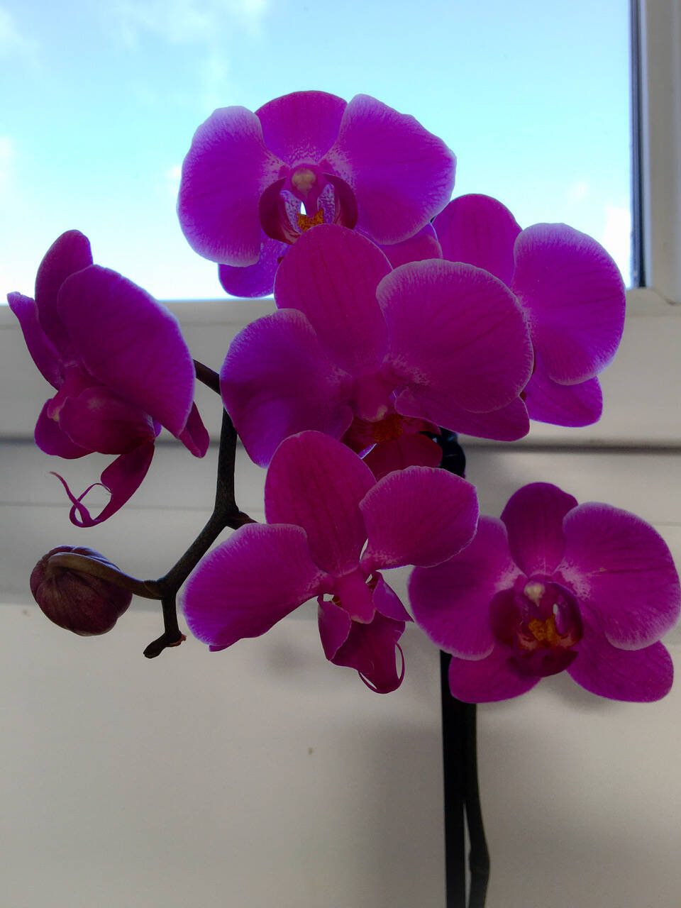 FOTO: Orquídea