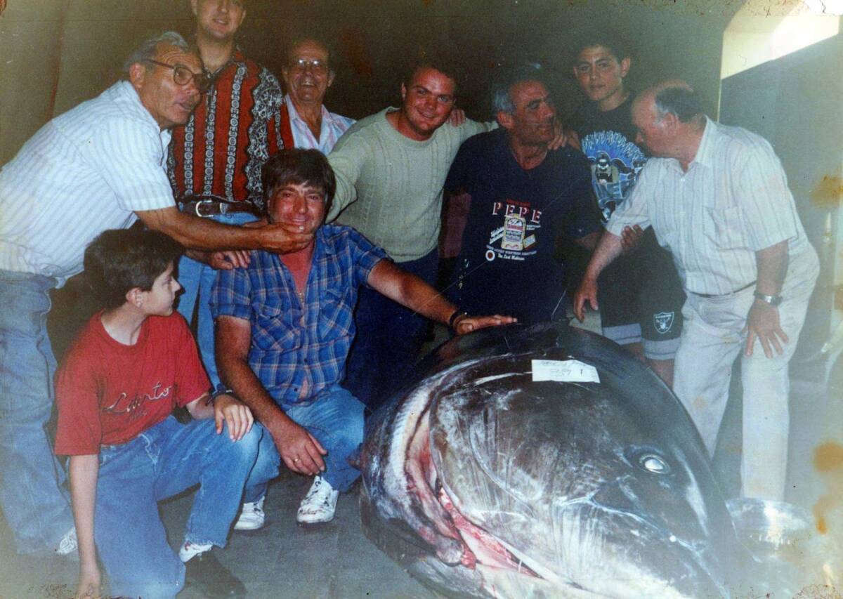 Un gran atún rojo, en la lonja de Castellón, décadas atrás. Foto: QUIQUET