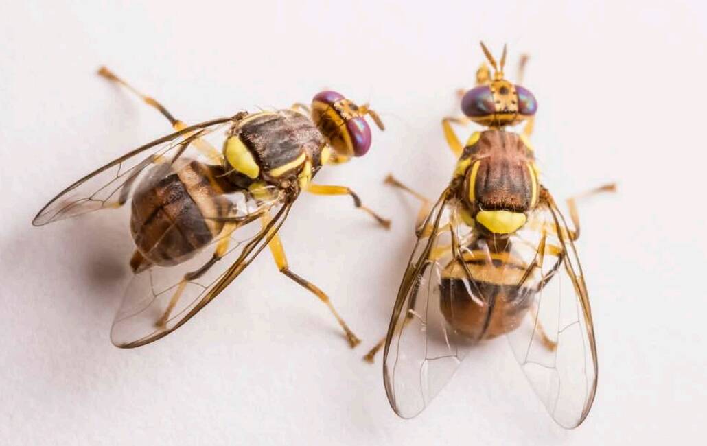 Dos especímenes de mosca oriental de la fruta