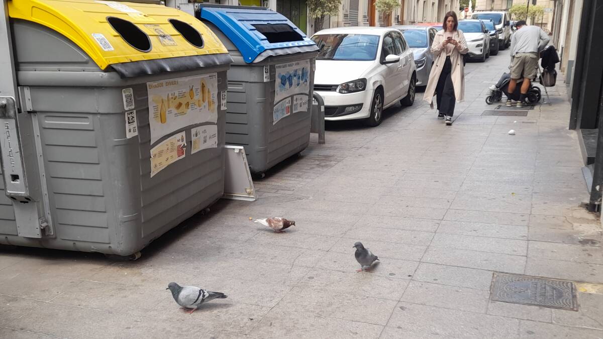 Palomas buscan comida junto a unos contenedores de basura, en el centro de València. 